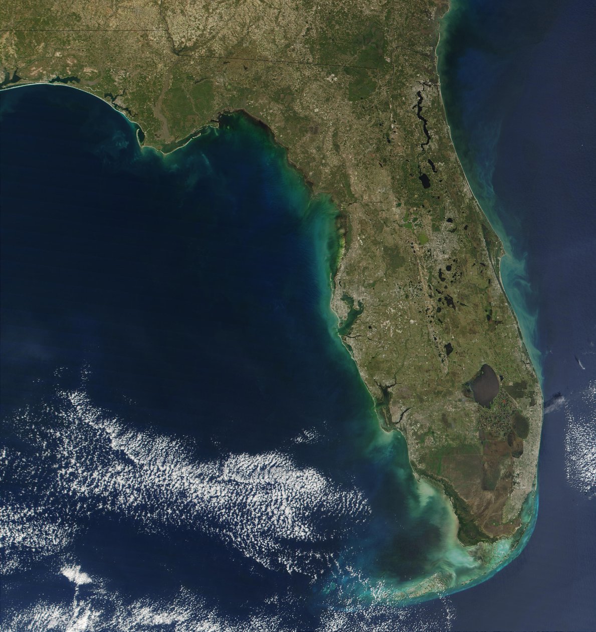 Na tomto satelitním snímku je vidět květ toxické řasy Karenia brevis podél západního pobřeží Floridy. (kredit: Jacques Descloitres, NASA) od National Aeronautics and Space Administration National Aeronautics and Space Administration