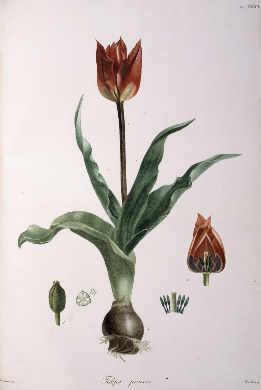 Tulipa praecox, 1811-1829 od Neapolitan School