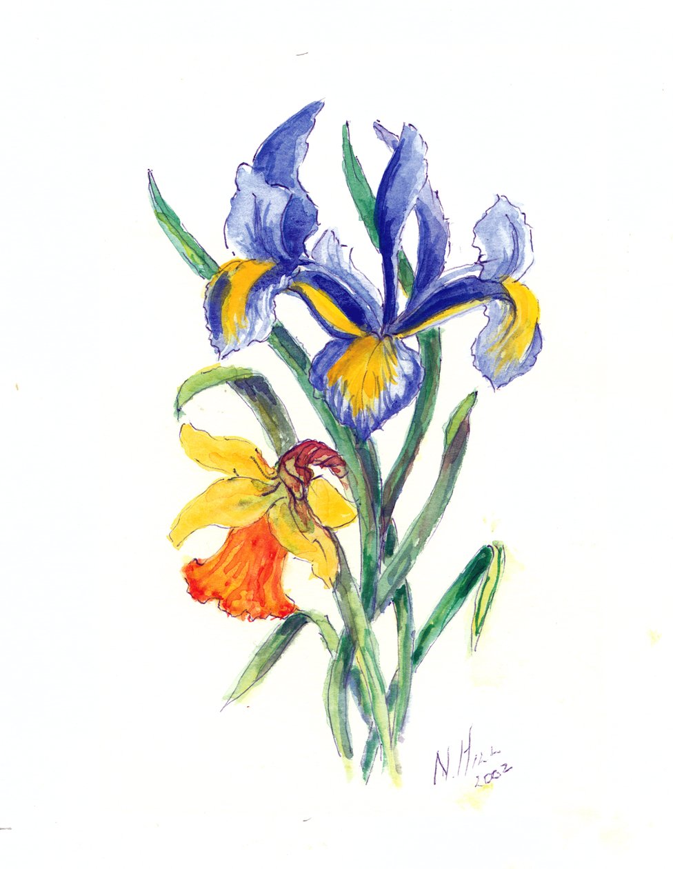 Blue Iris and Daffodil, 2002 (wc na papíře) od Nell Hill