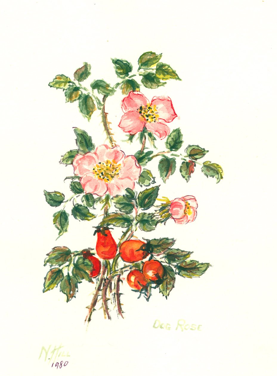 Dog Rose, 1980 (wc na papíře) od Nell Hill