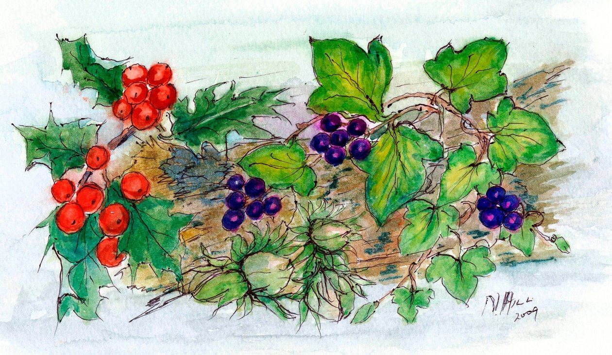 Log of Ivy, Holly and Hazelnuts (wc na papíře) od Nell Hill