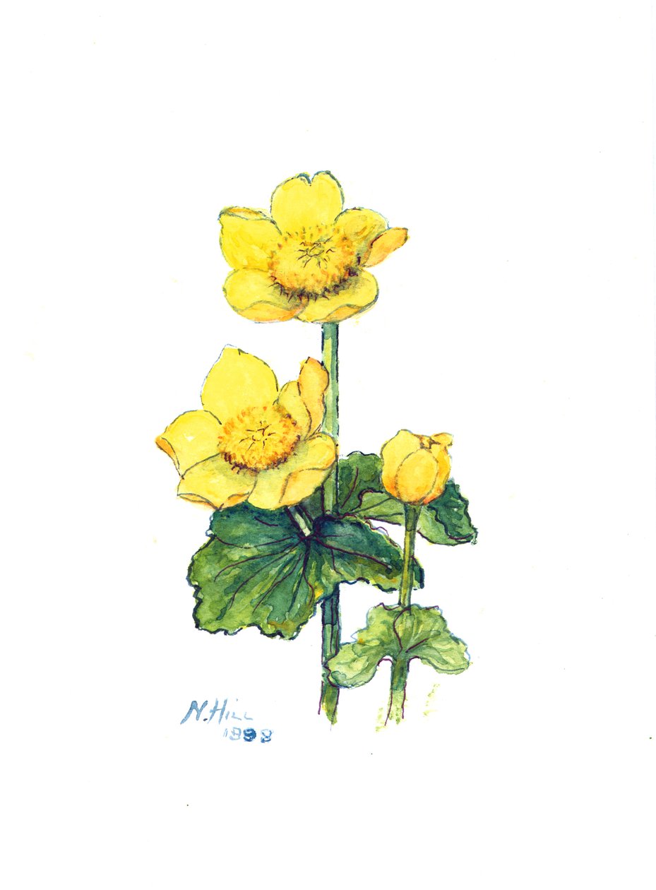 Marsh Marigold, 1998 (wc na papíře) od Nell Hill