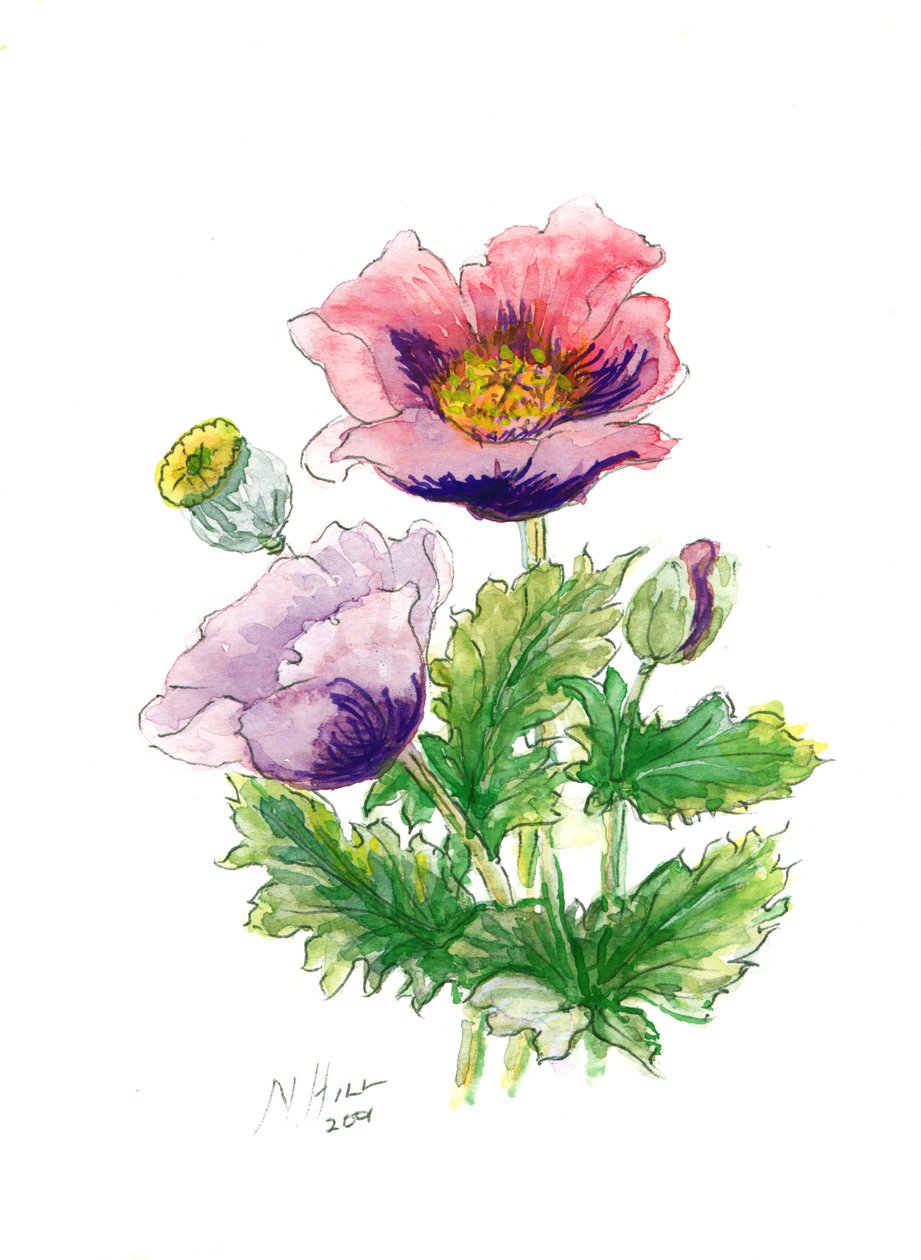 Opium Poppy, 2001 (wc na papíře) od Nell Hill