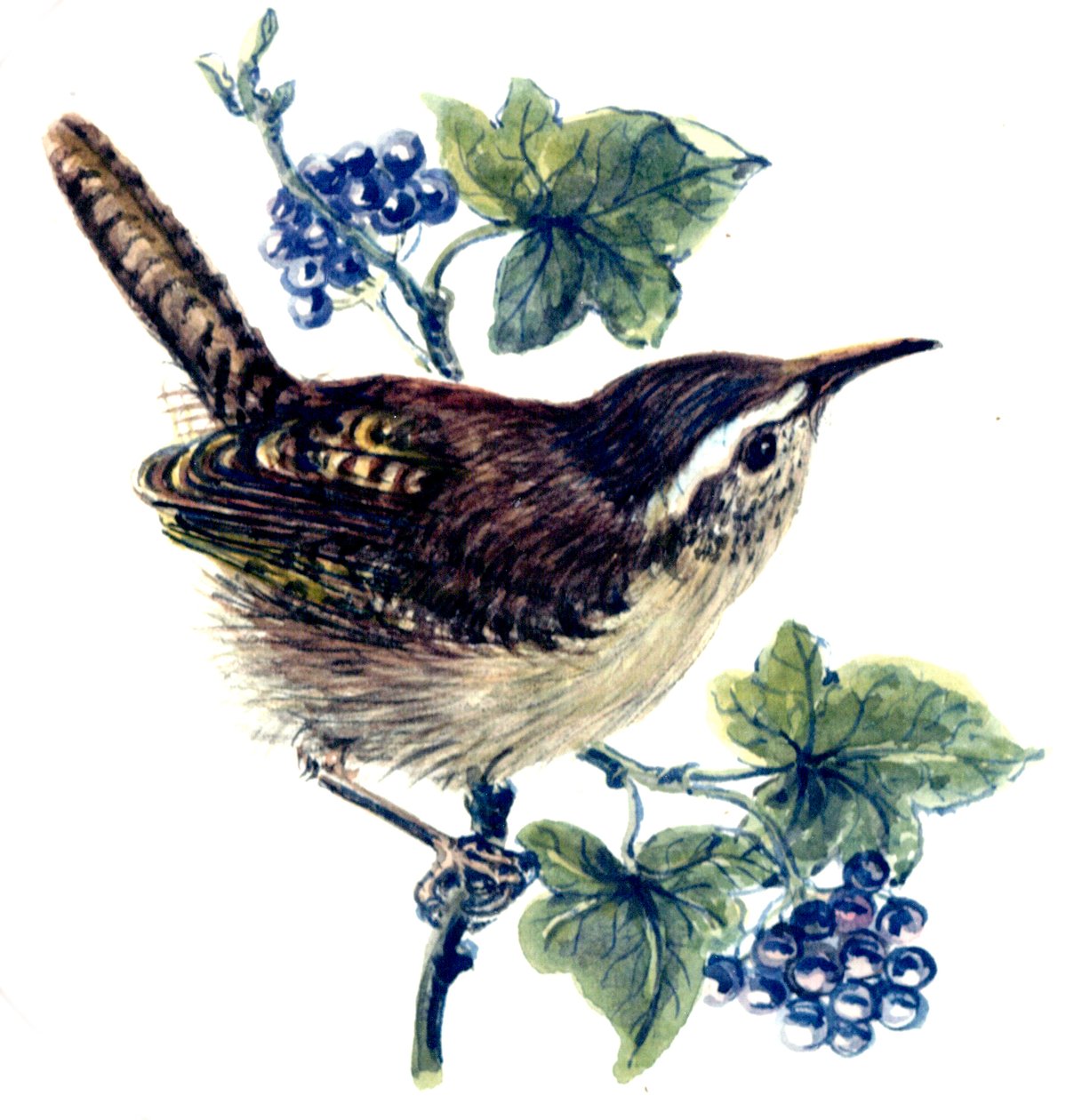 Wren in the břečťan (wc na papíře) od Nell Hill