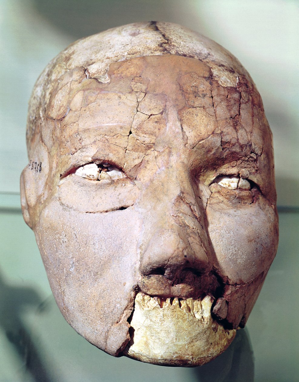 Lebka, z Jericha, 7000-6000 př.nl (sádra, kost a skořápky) od Neolithic
