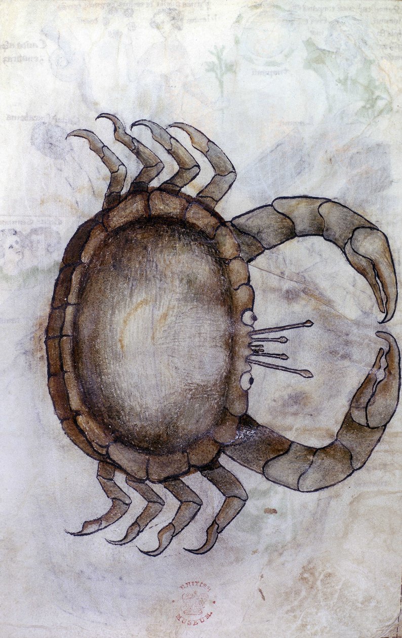 Sloane 3983 f.14v, krab, znamení zvěrokruhu pro Raka od Netherlandish School