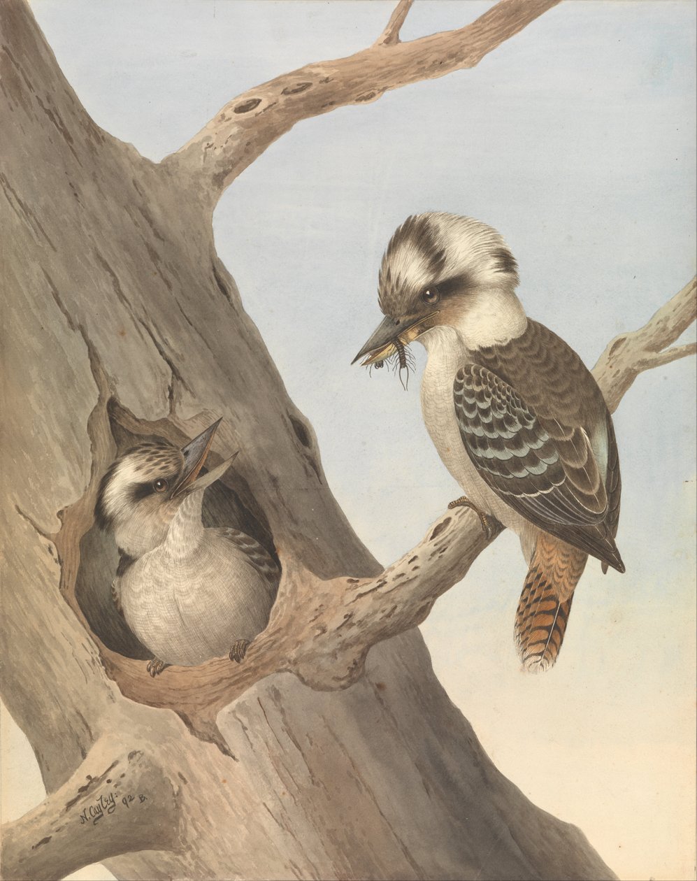 Smějící se Kookaburra, Dacelo novaeguineae od Neville HP Cayley