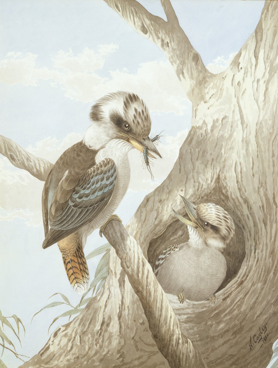 Kookaburras krmení v hnízdě na stromě, 1892 od Neville HP Cayley