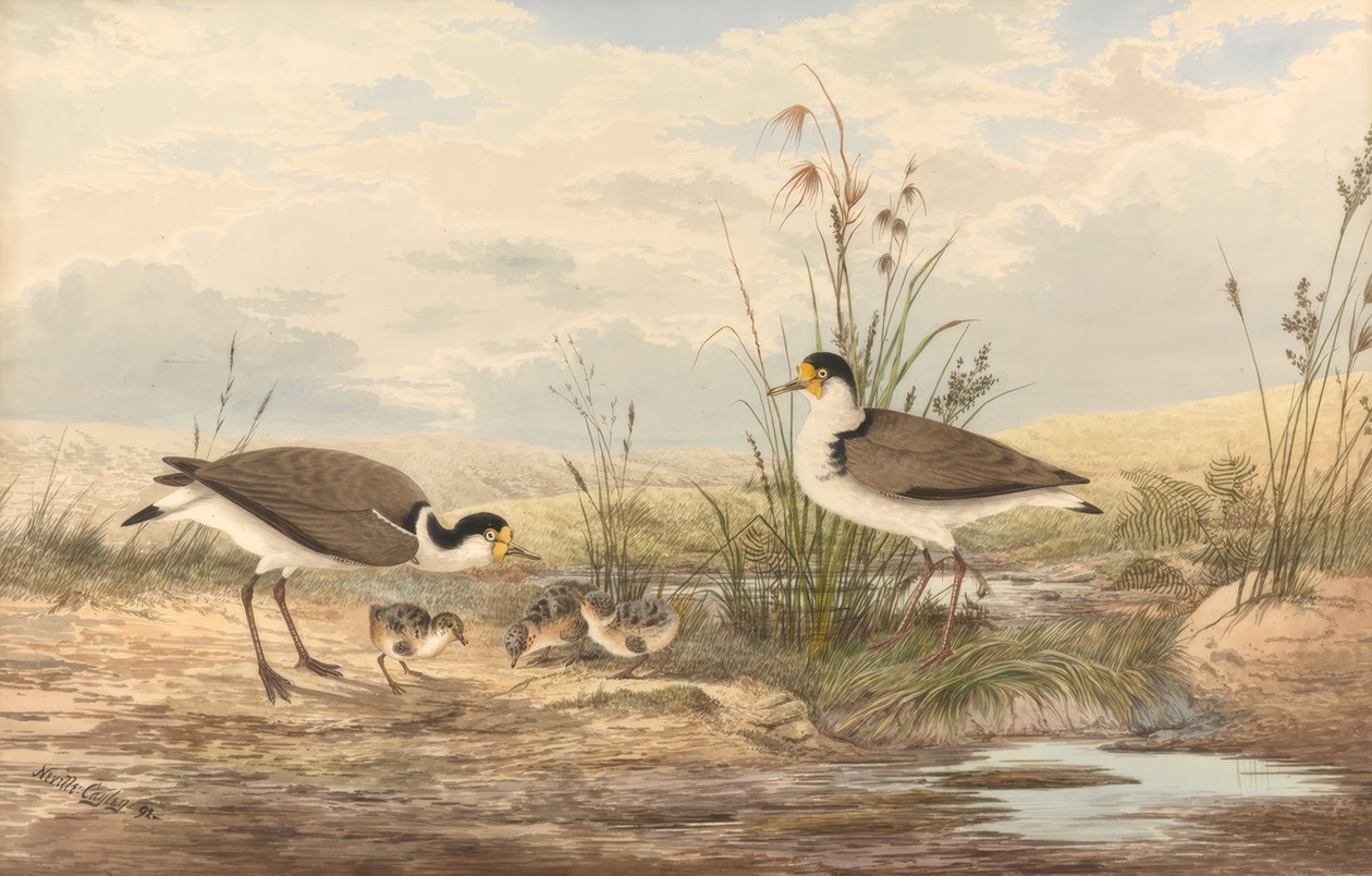 Maskenkiebitz, míle Vanellus od Neville Henry Cayley