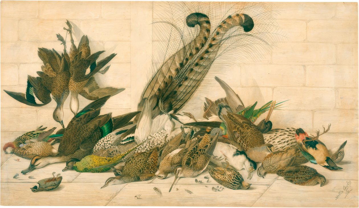 bez názvu (australští gamebirds) od Neville Henry Cayley