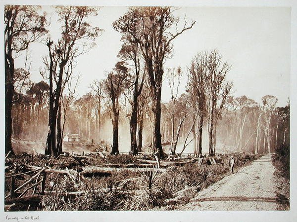 Seventy-Mile Bush (sépiová fotografie) od New Zealander Photographer