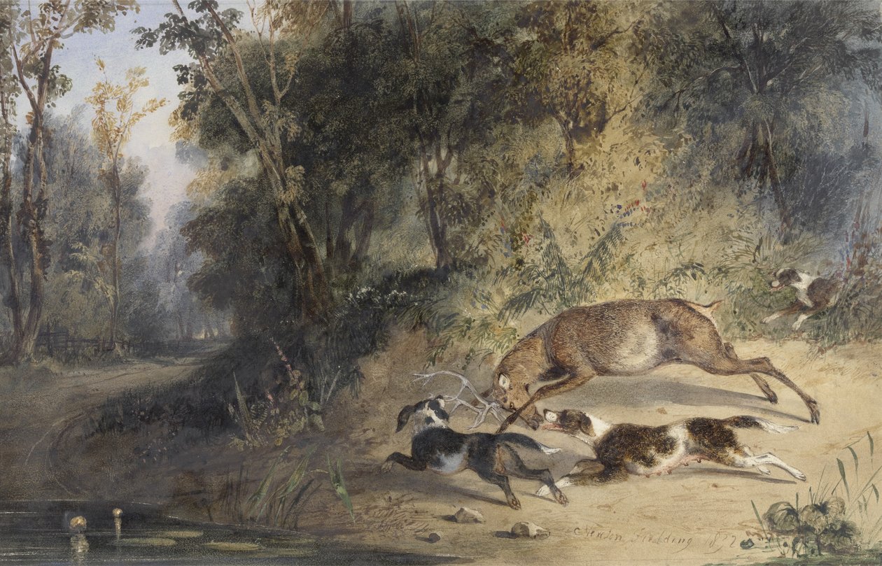 Deerhound a fena v zatáčce za jelenem na okraji lesní tůně (wc, arabská guma a tělová barva na papíře) od Newton Fielding
