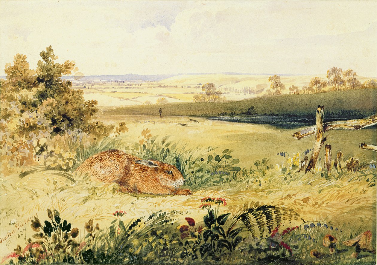 Zajíc v krajině, 1827 (wc s tělovou barvou, arabská guma a grafit na papíře) od Newton Fielding