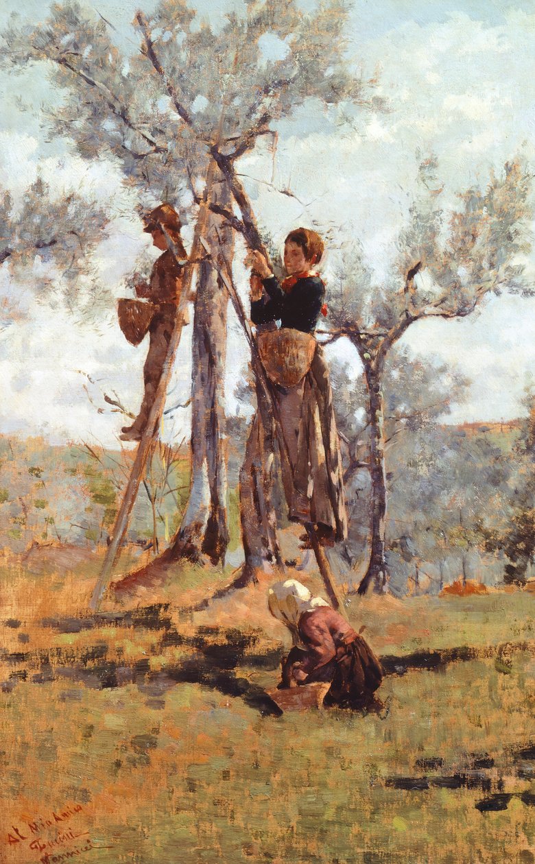Sklizeň oliv, cca 1892 (olej na plátně) od Niccolo Cannicci