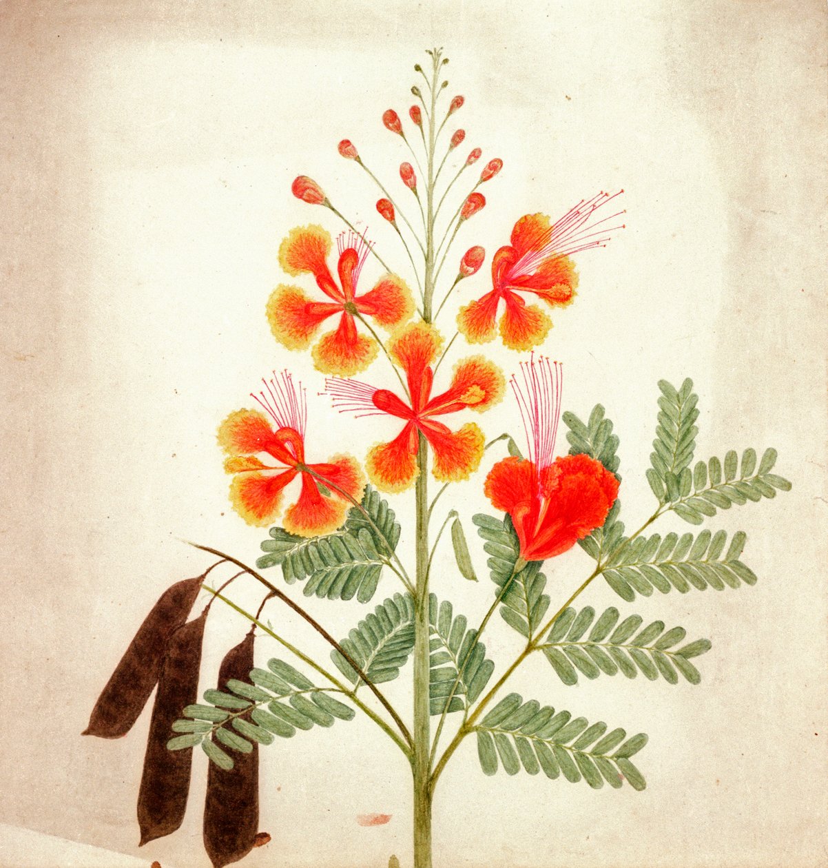 Květinová studie, asi 1840 (akvarel) od Nicholas Tomlinson