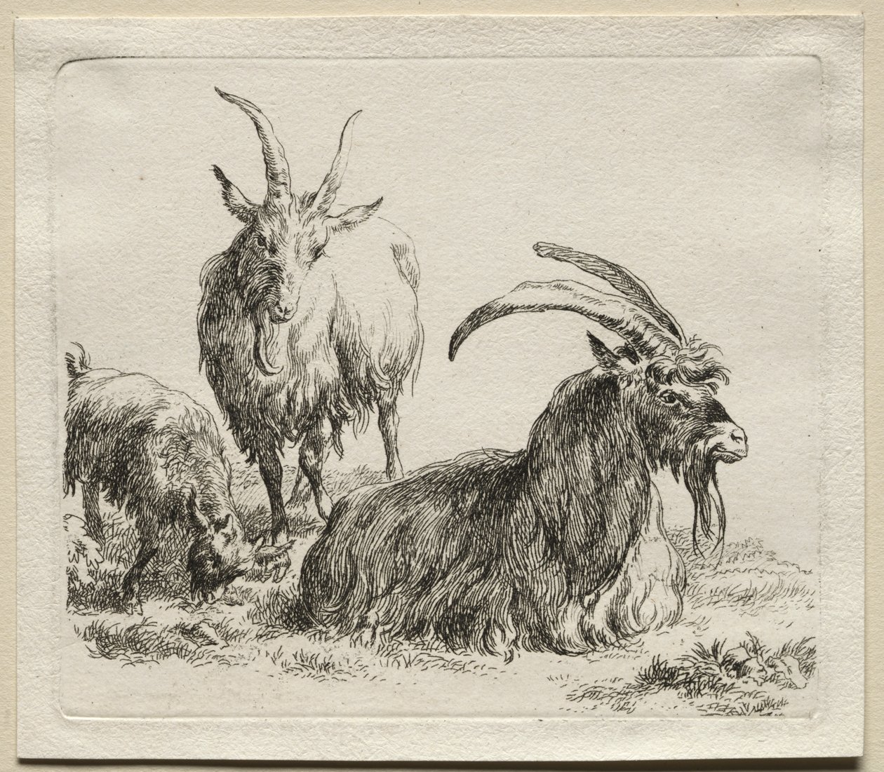 Animalia: Tři kozy od Nicolaes Berchem