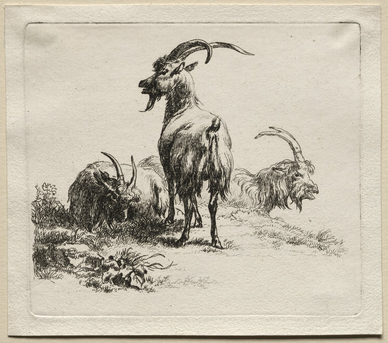Animalia: Tři kozy od Nicolaes Berchem
