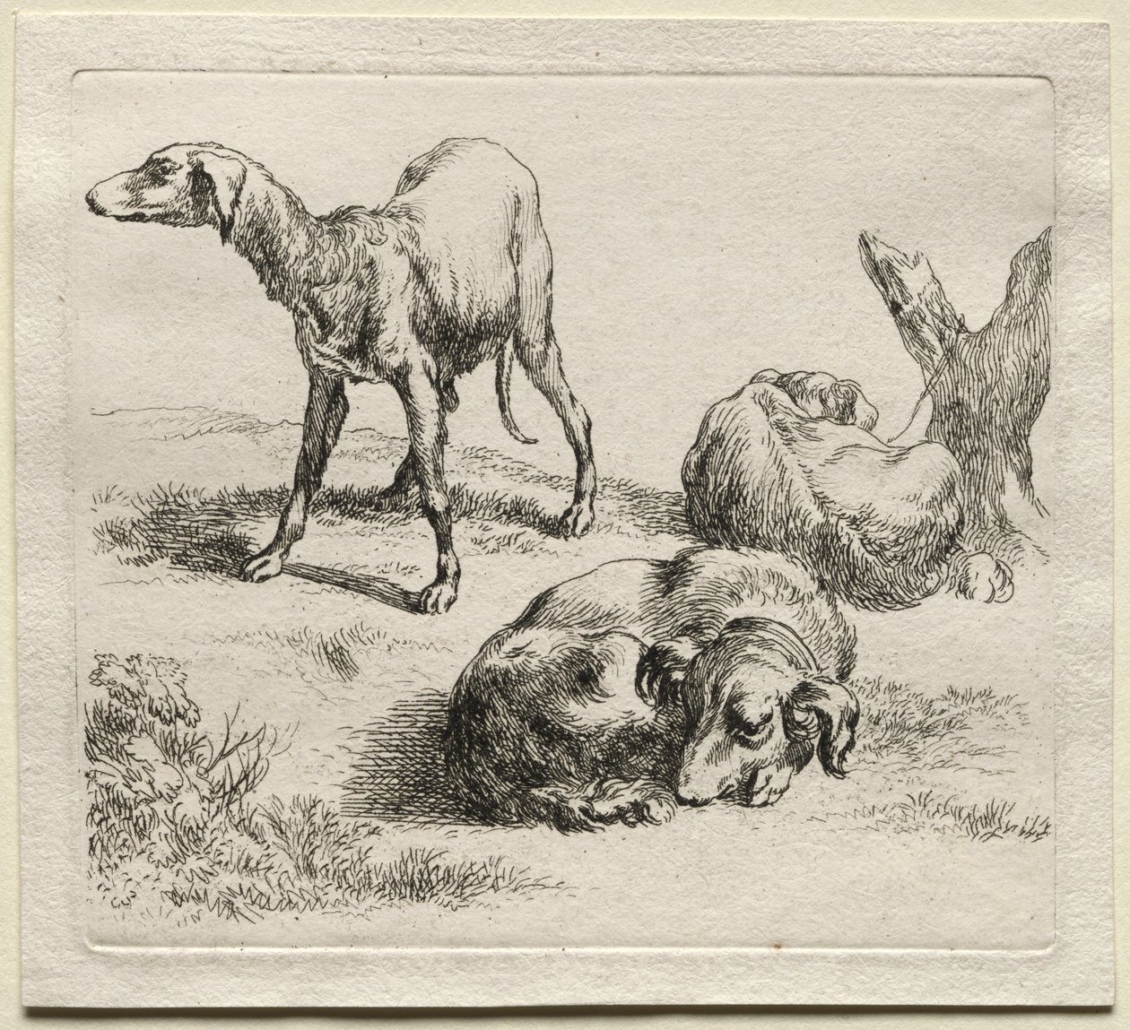 Animalia: Tři lovečtí psi od Nicolaes Berchem
