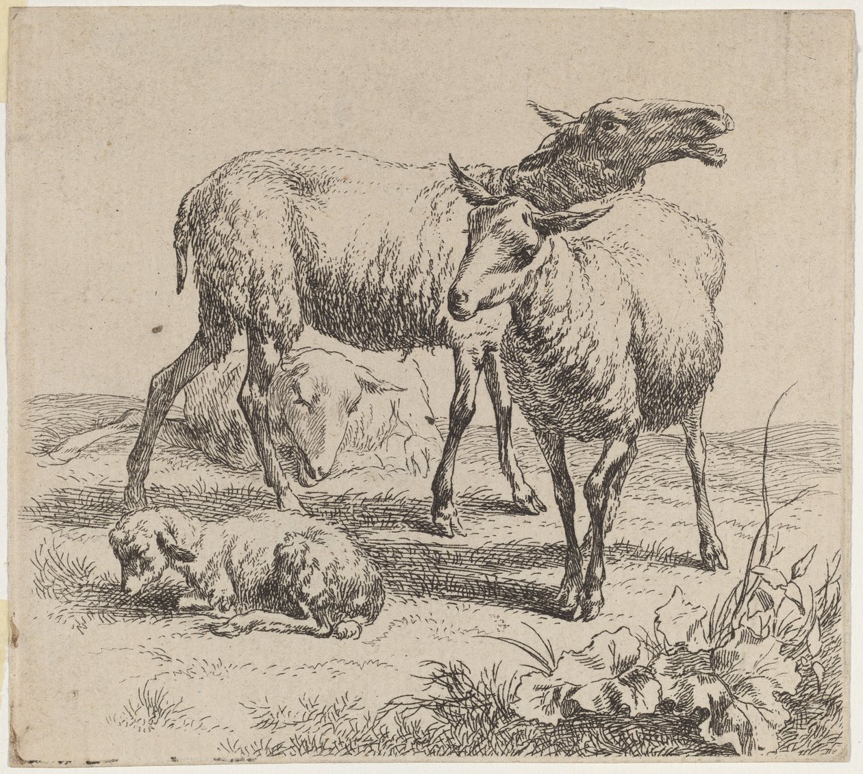 Tři ovečky a jehně. od Nicolaes Berchem