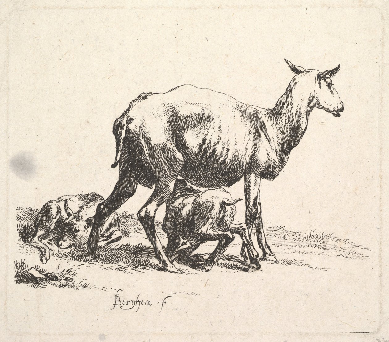 Ovce s ošetřováním jehňat. od Nicolaes Pietersz. Berchem