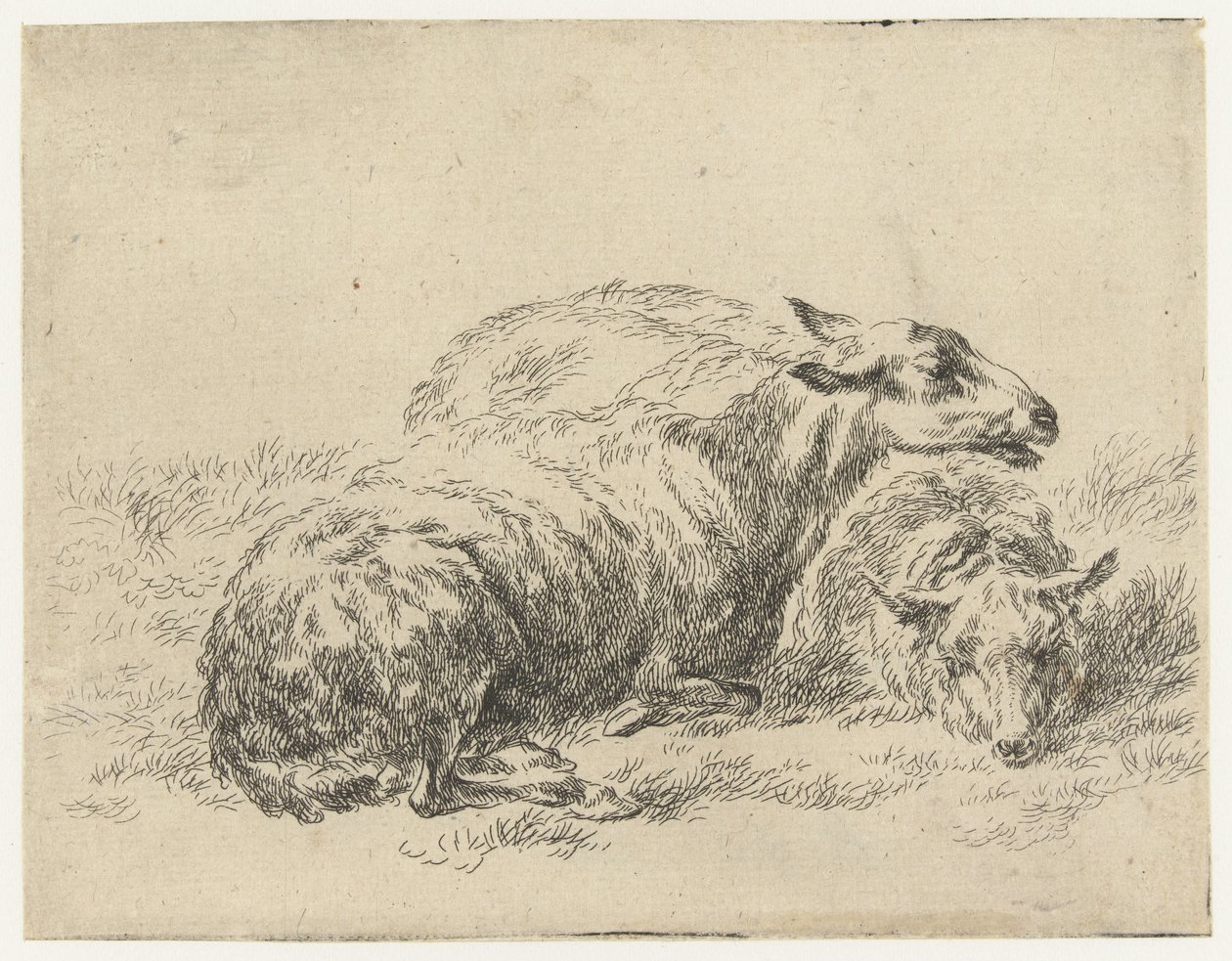 Twee ligende schapen Schapen (název série) Zvířata přitažená k životu a vytištěná ve vodě silným vzduchem Studio and Art of Nicolai Berchem (název série) od Nicolaes Pietersz Berchem