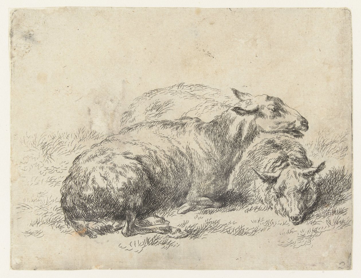 Twee ligende schapen ovce (název série) Zvířata oživená a vytištěná vodou pro silný vzduch od Studio and Art of Nicolai Berchem (název série) od Nicolaes Pietersz Berchem