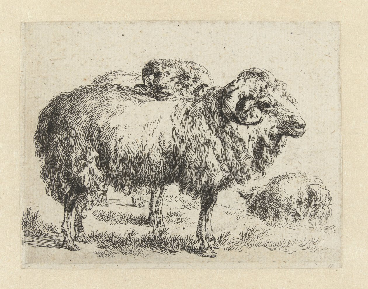 Twee rammen en een schaap Schapen (název série) Zvířata přitažená k životu a vytištěná ve vodě silným vzduchem Studio and Art of Nicolai Berchem (název série) od Nicolaes Pietersz Berchem