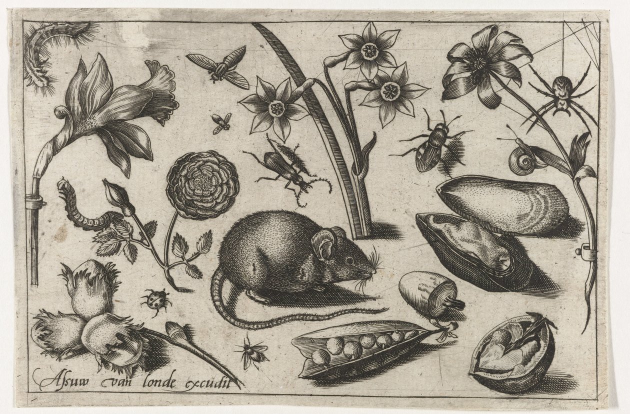 Květiny, myš, hmyz a mušle Ptáci, květiny, hmyz atd. (název série) od Nicolaes de Bruyn (possibly)
