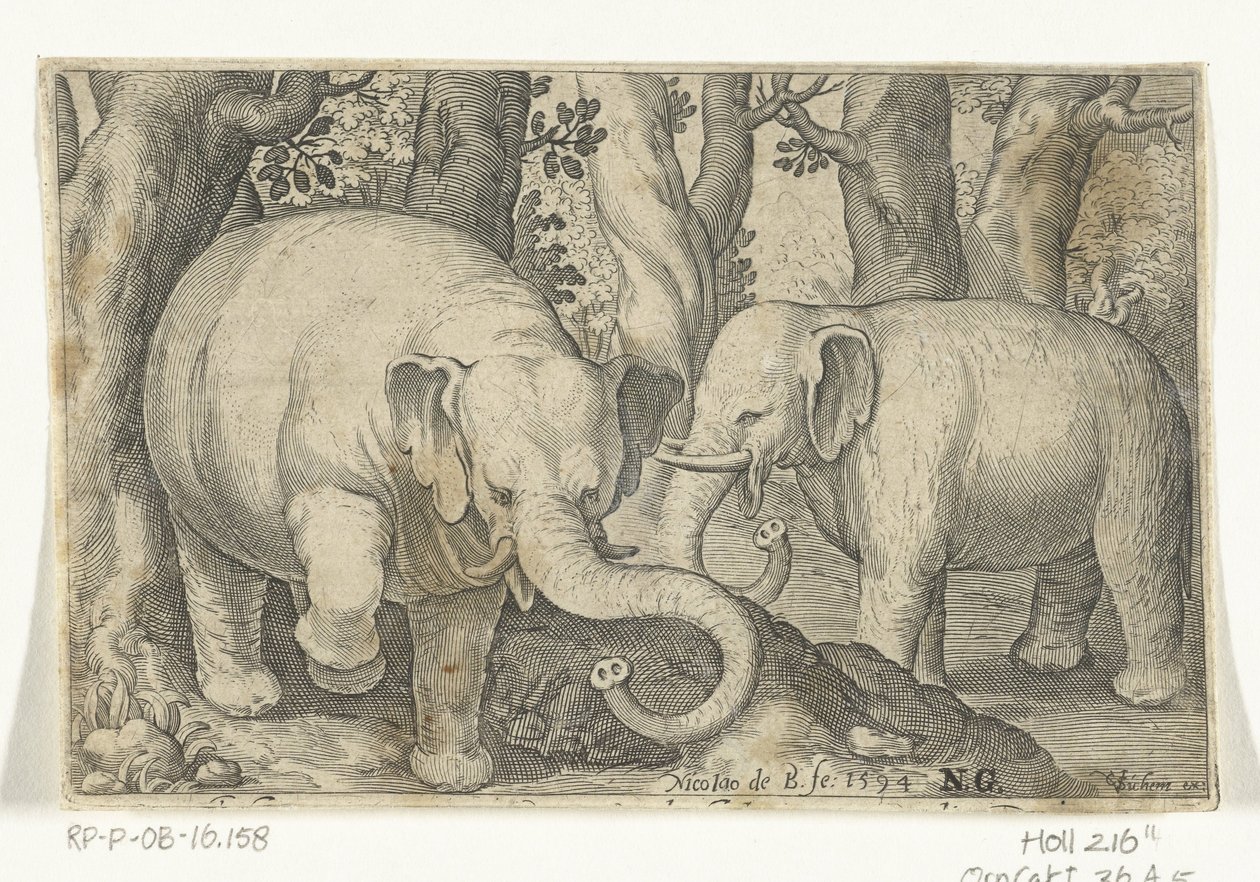 Dva sloni Animalivm qvadrvpedvm (název série) Zvířata v krajině (název série) od Nicolaes de Bruyn