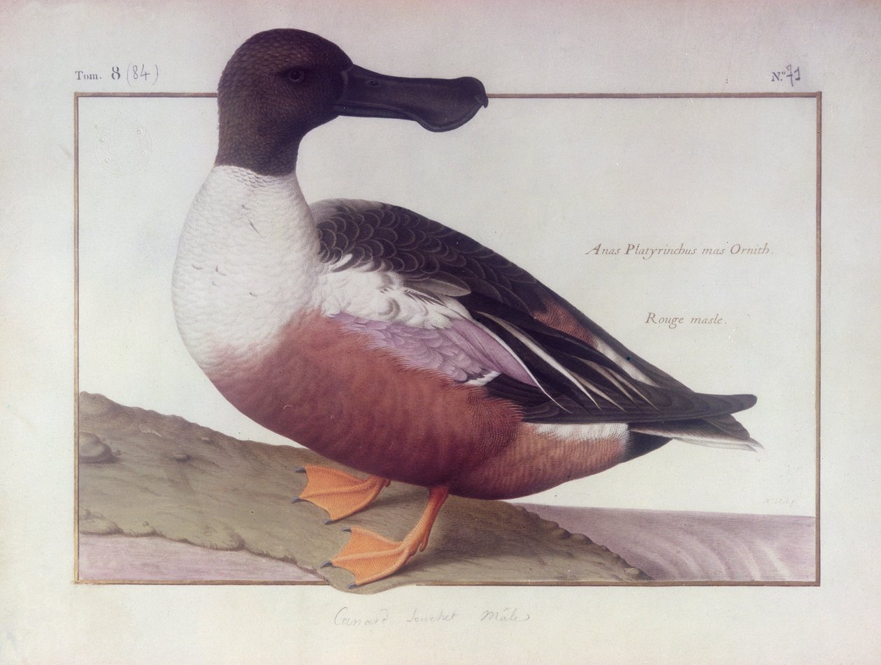A Northern Shoveler (wc na pergamenu) od Nicolas Robert