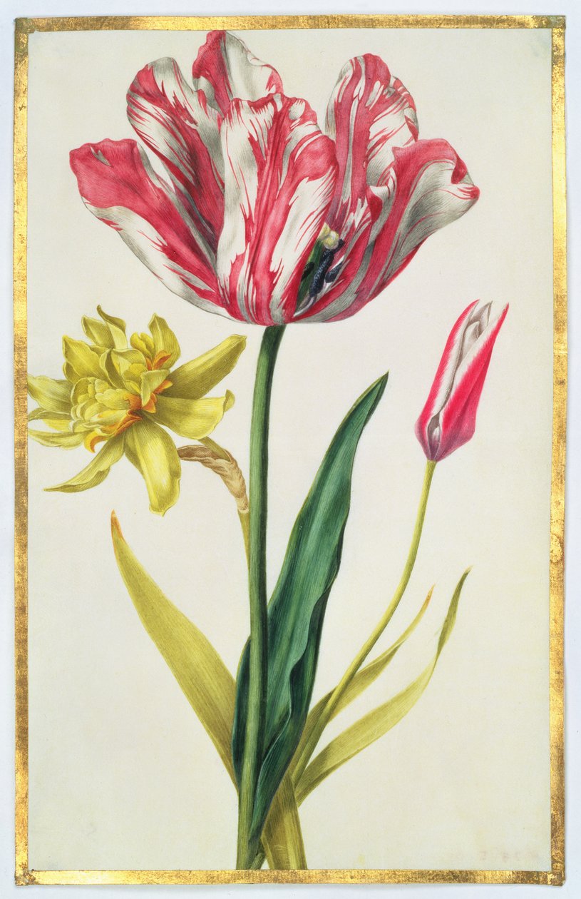 Narcis a tulipán, cca 1675 (kvaš na pergamenu) od Nicolas Robert