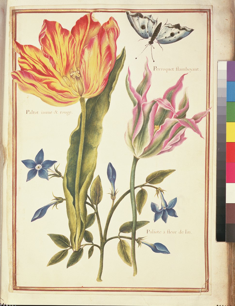 PD.109-1973.f25 Dva "zlomené" tulipány a periwinkle (wc na pergamenu) od Nicolas Robert