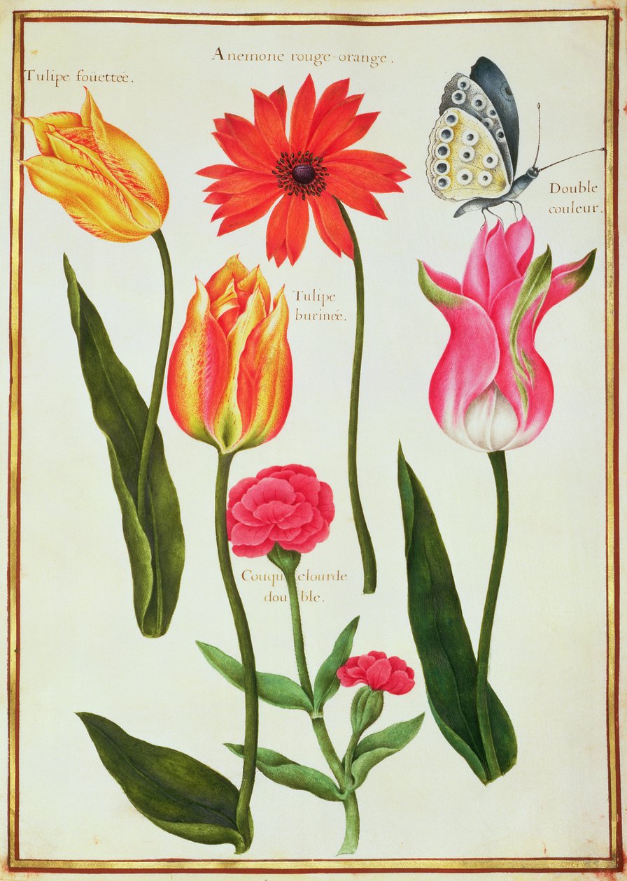 PD.109-1973.f27 Tulipány, Anemone, Lychnis a Butterfly (wc na pergamenu) od Nicolas Robert