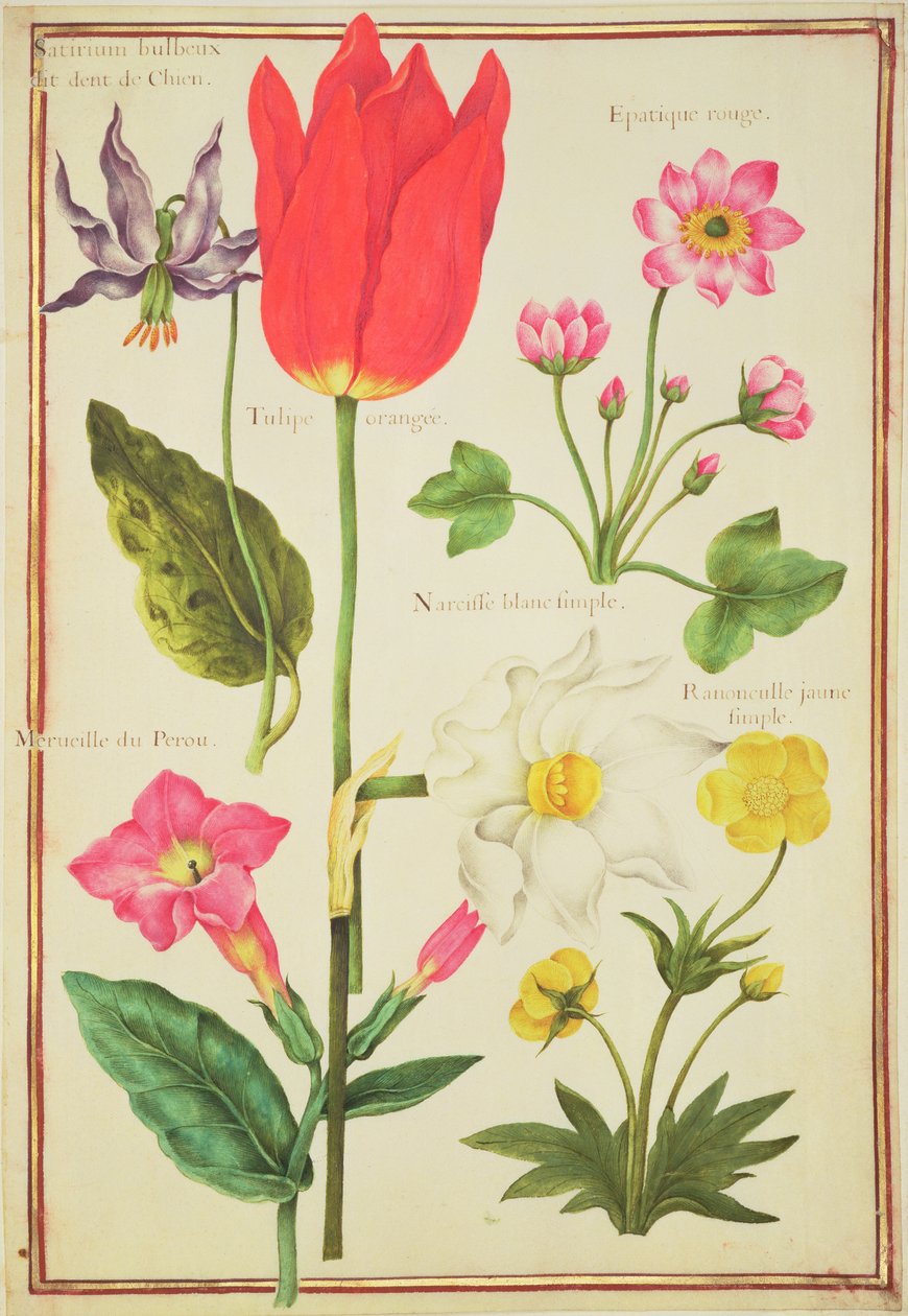 PD.109-1973.f34 Flower Studies (wc na pergamenu) od Nicolas Robert