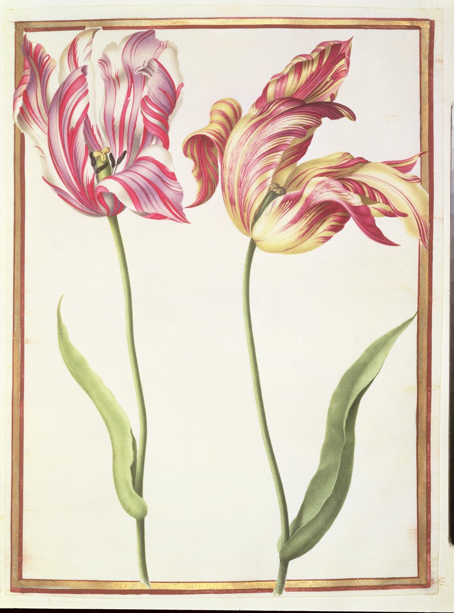 PD.109-1973.f4 Dva „zlomené“ tulipány (wc na pergamenu) od Nicolas Robert