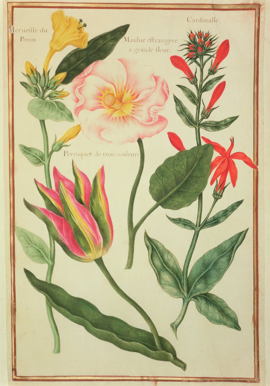 PD.109-1973.f41 Flower Studies (wc na pergamenu) od Nicolas Robert