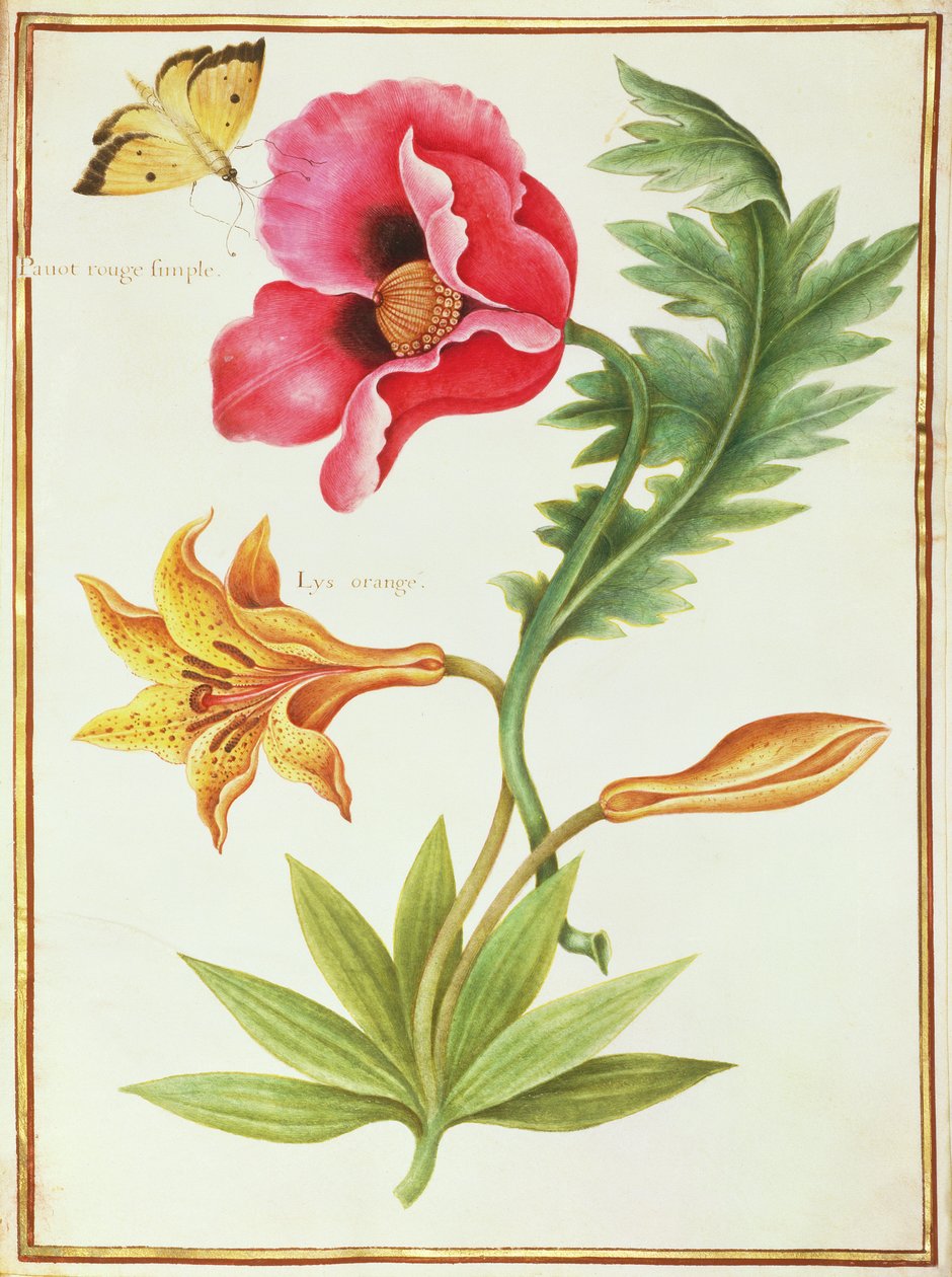 PD.109-1973.f45 Poppy and an Orange Lily (wc on vellum) od Nicolas Robert