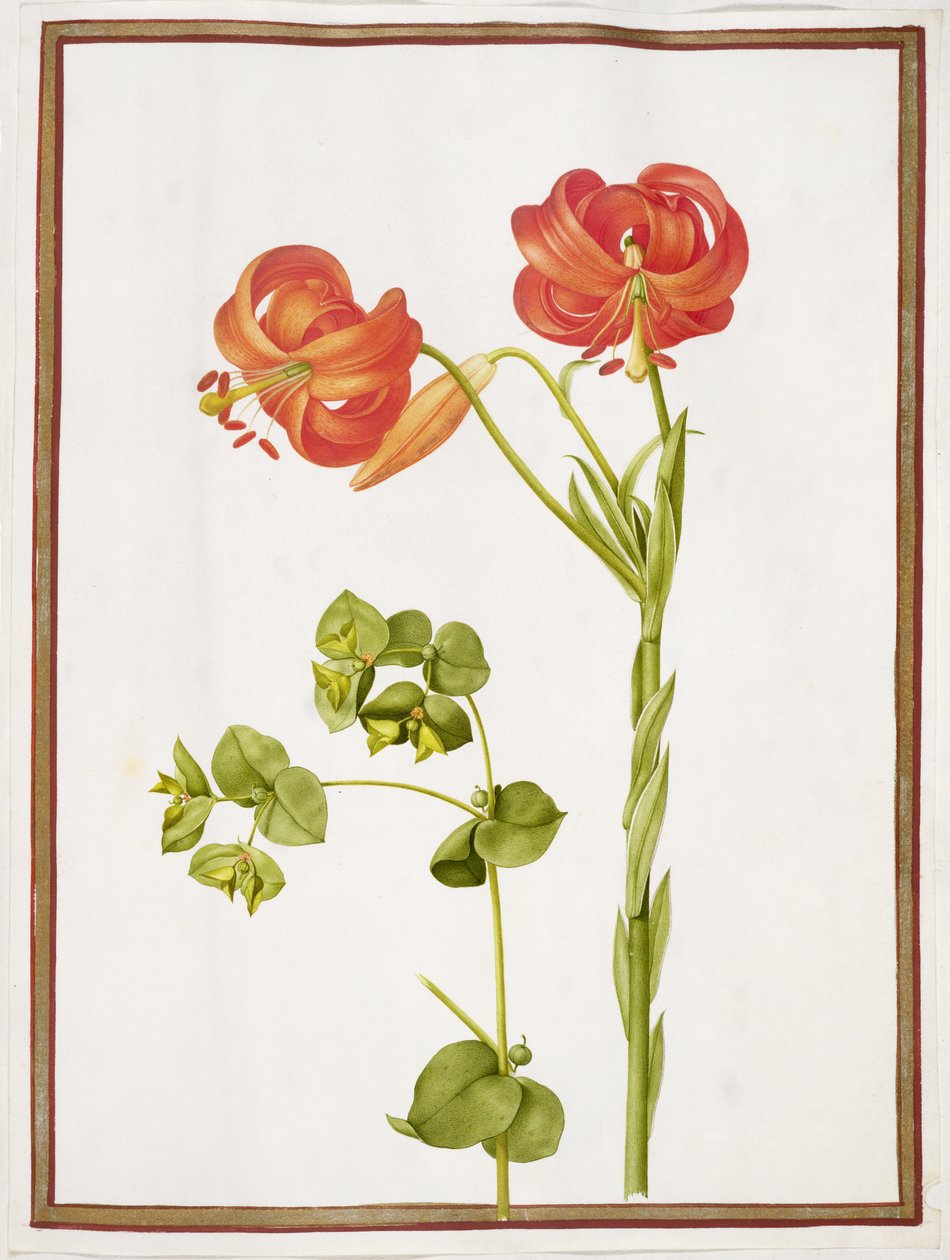 PD.109-1973.f9 (LtoR) Spurge a Lilium Chalcedonicum (wc na pergamenu) od Nicolas Robert