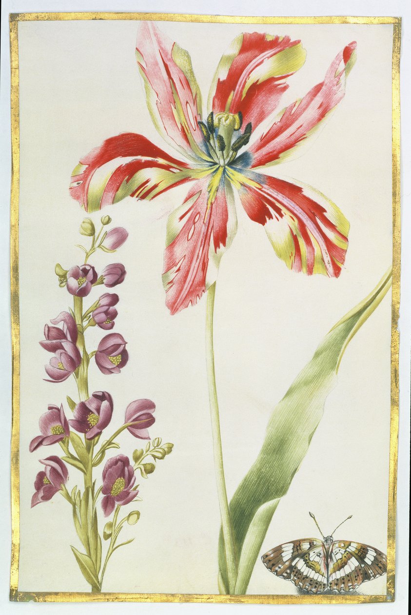 Tulip, Stocks and Butterfly, c.1675 (kvaš na pergamenu) od Nicolas Robert