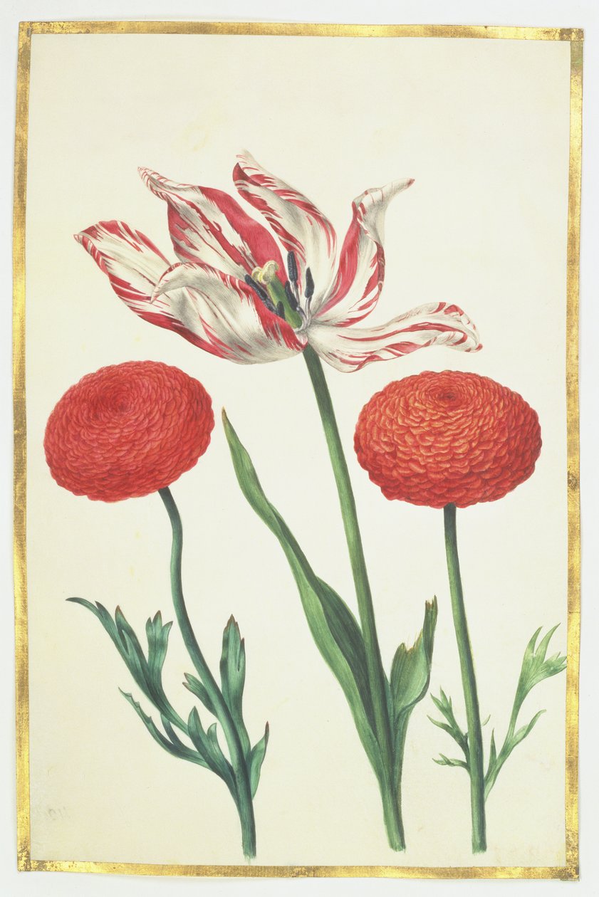 Tulipán a jiřiny, cca 1675 (kvaš na pergamenu) od Nicolas Robert