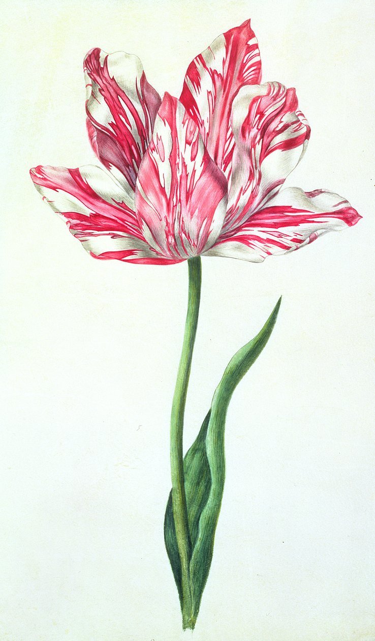 Tulipán, cca 1675 (kvaš na pergamenu) od Nicolas Robert