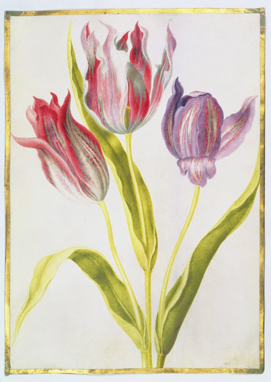 Tulipány, cca 1675 (kvaš na pergamenu) od Nicolas Robert