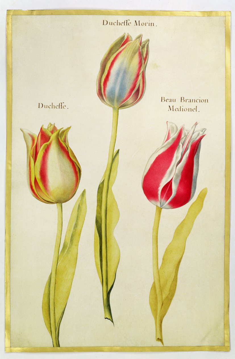 Tulipány, cca 1675 (kvaš na pergamenu) od Nicolas Robert