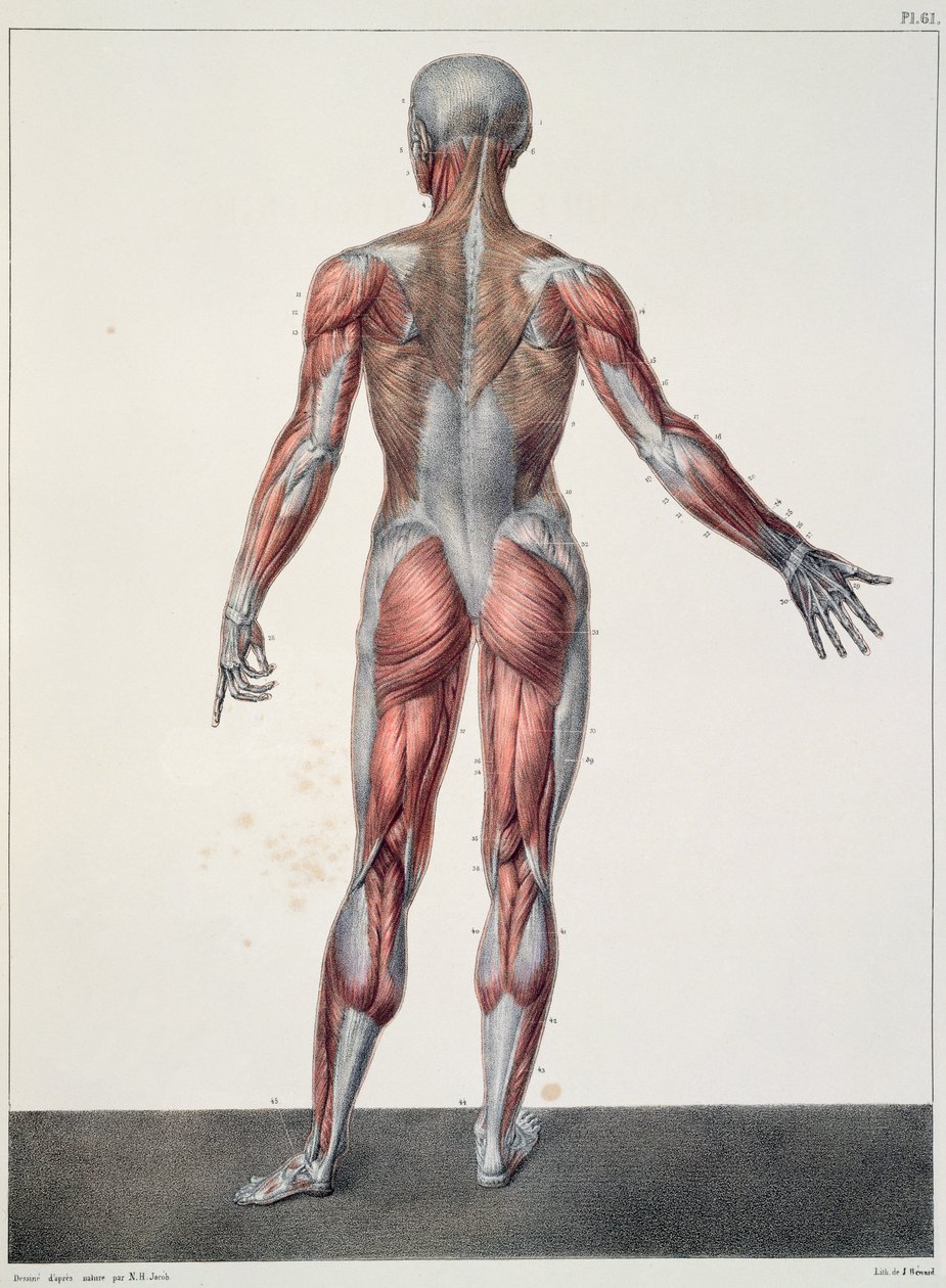 Anatomie lidského těla, z knihy "Traite Complet d