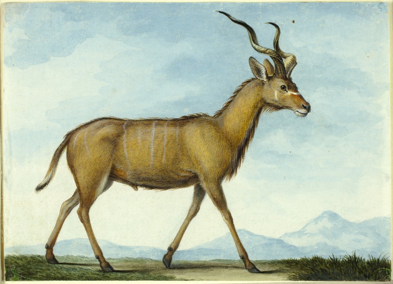 A Kudu od Nicolas Hüet the Younger