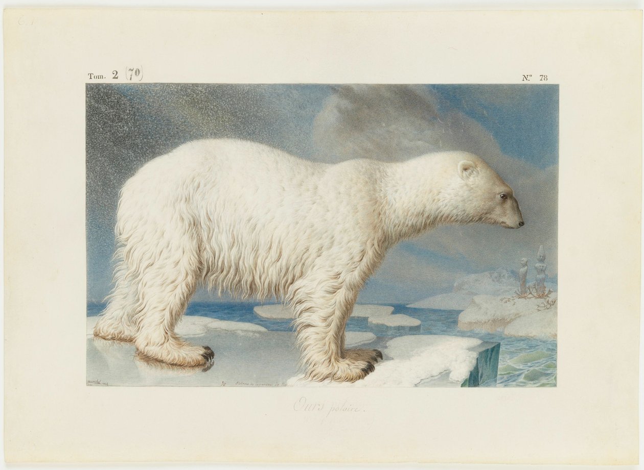 Lední medvěd, 1796. od Nicolas Maréchal