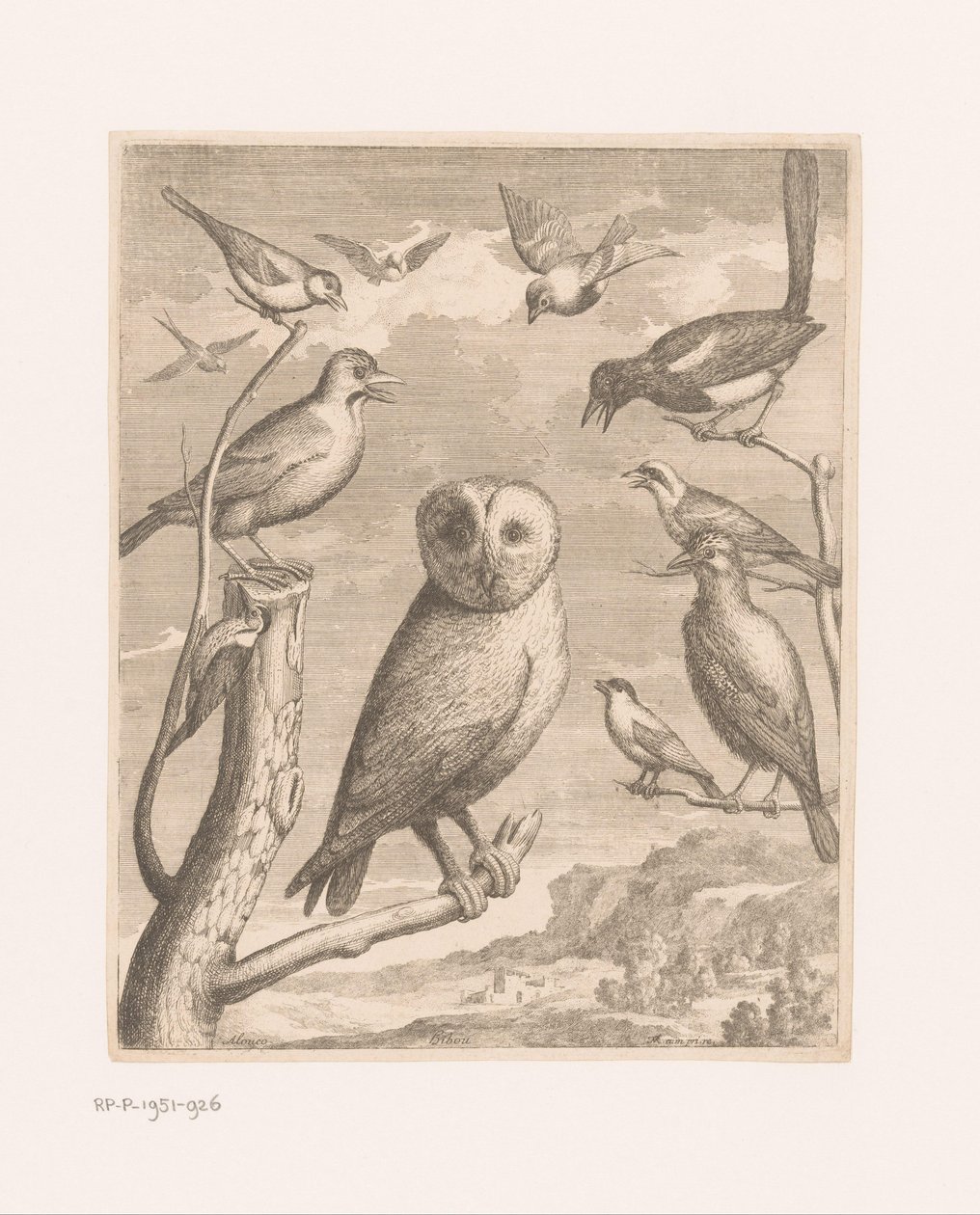 Sova a další ptáci Alouco Hibou (titul na objektu) Ptáci ze zoo Versailles (název série) od Nicolas Robert (possibly)