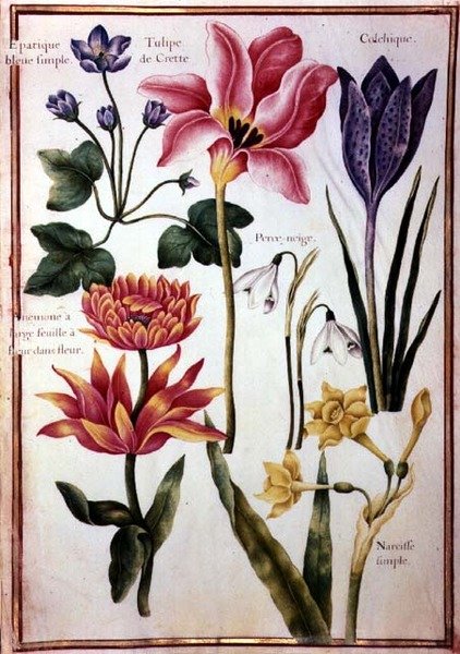 PD.109-1973.f48 Flower Studies (akvarel na pergamenu) od Nicolas Robert