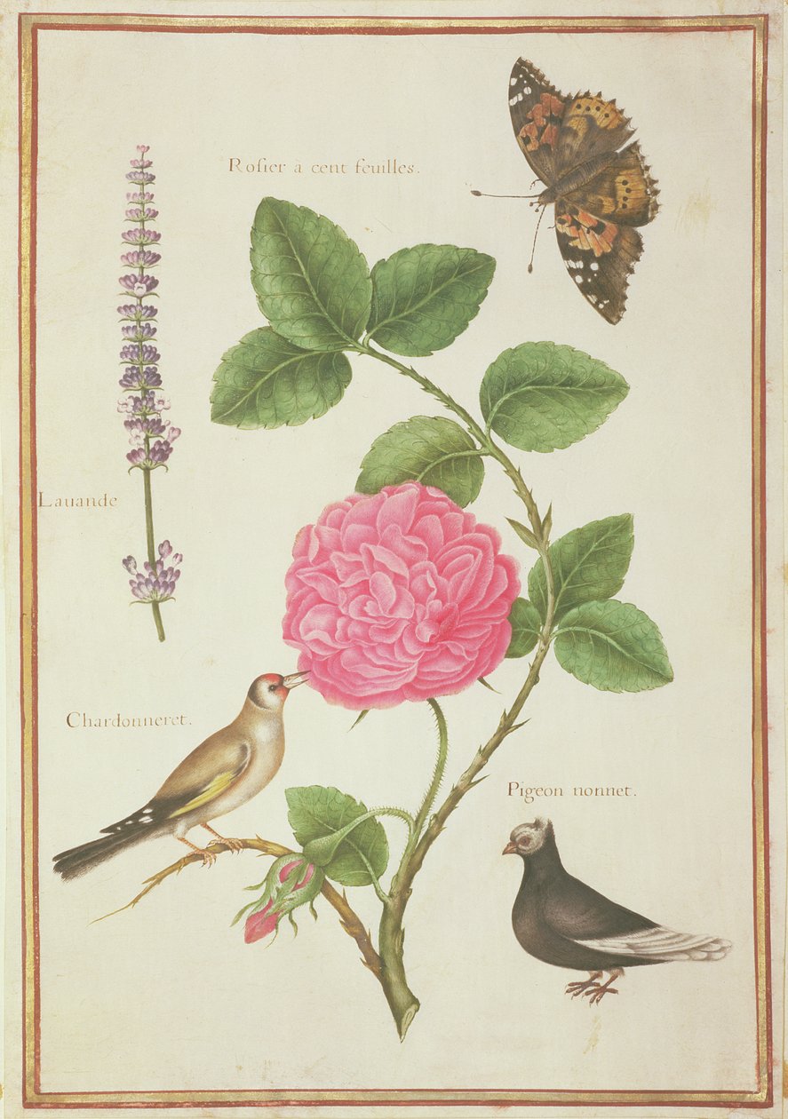 PD.109-1973.f60 Centifolia Rose, Levandule, Motýl želvový, Stehlík a Holub chocholatý (wc na pergamenu) od Nicolas Robert
