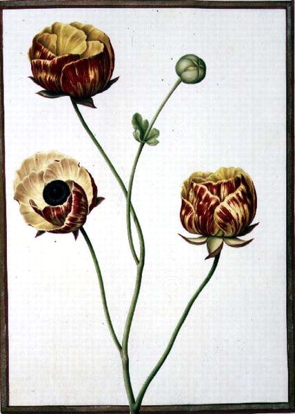 PD.109-1973.f6 Ranunculus Asiaticus (akvarel na pergamenu) od Nicolas Robert